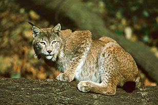 WILDPARK REUSCHENBERG