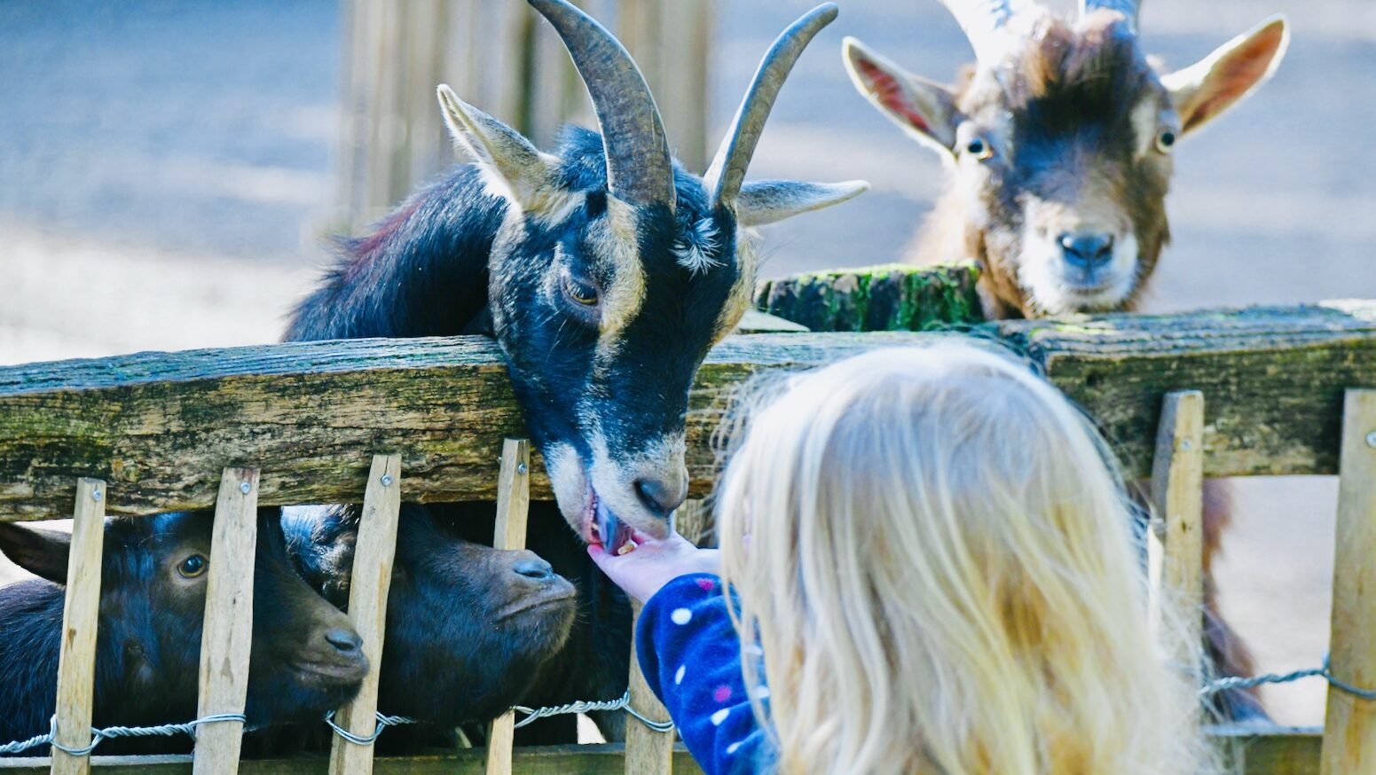 Wildparkfest Reuschenberg