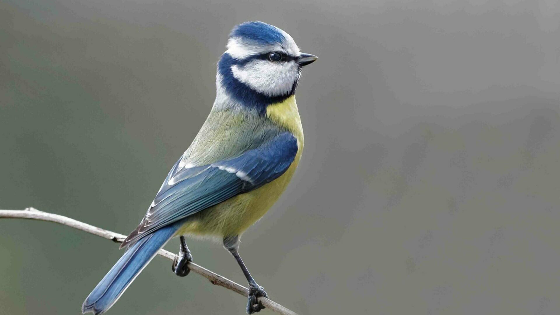Vogelstimmenspaziergang. Geführte Naturerkundung im Bürgerbusch.
