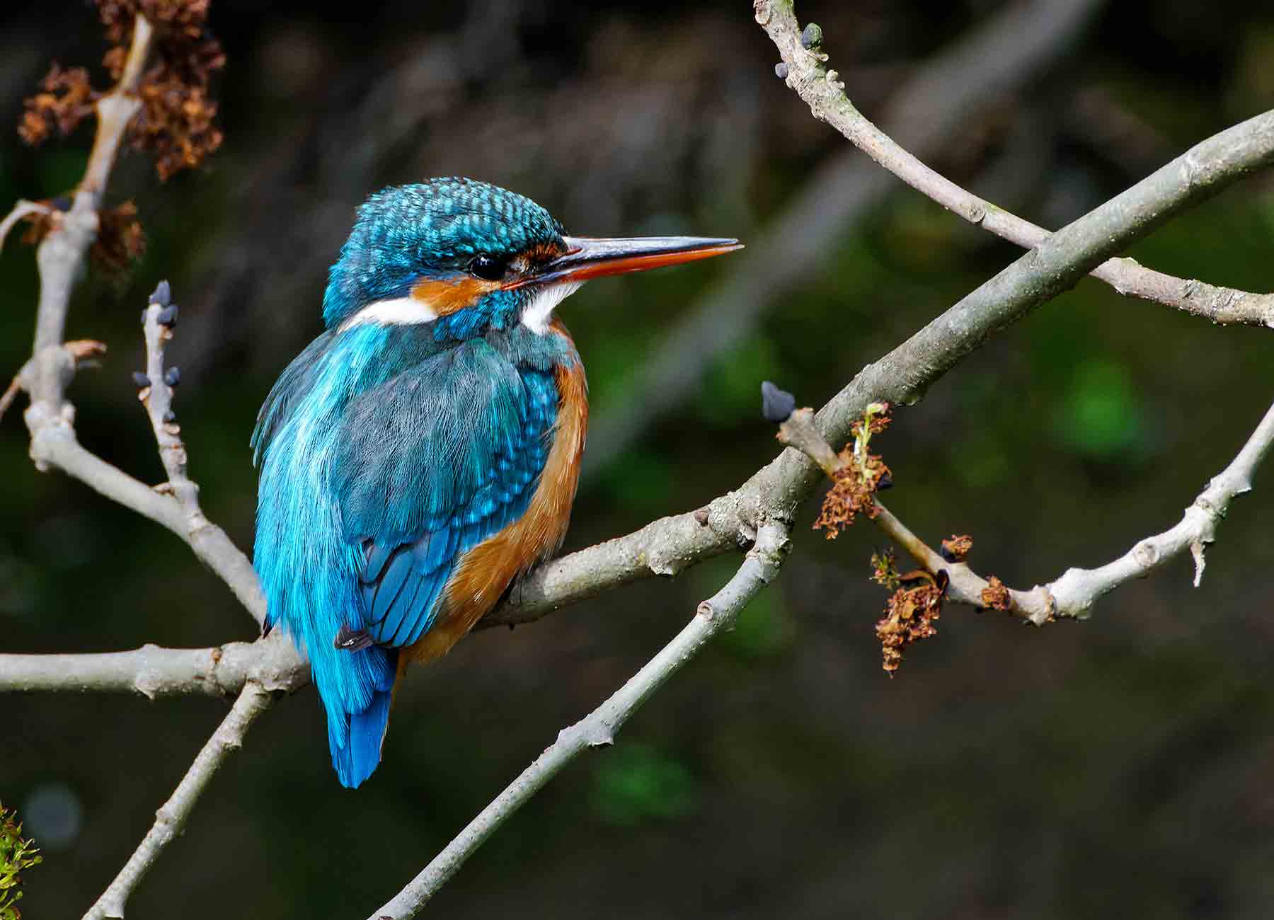 Vogelstimmenwanderung für Kinder