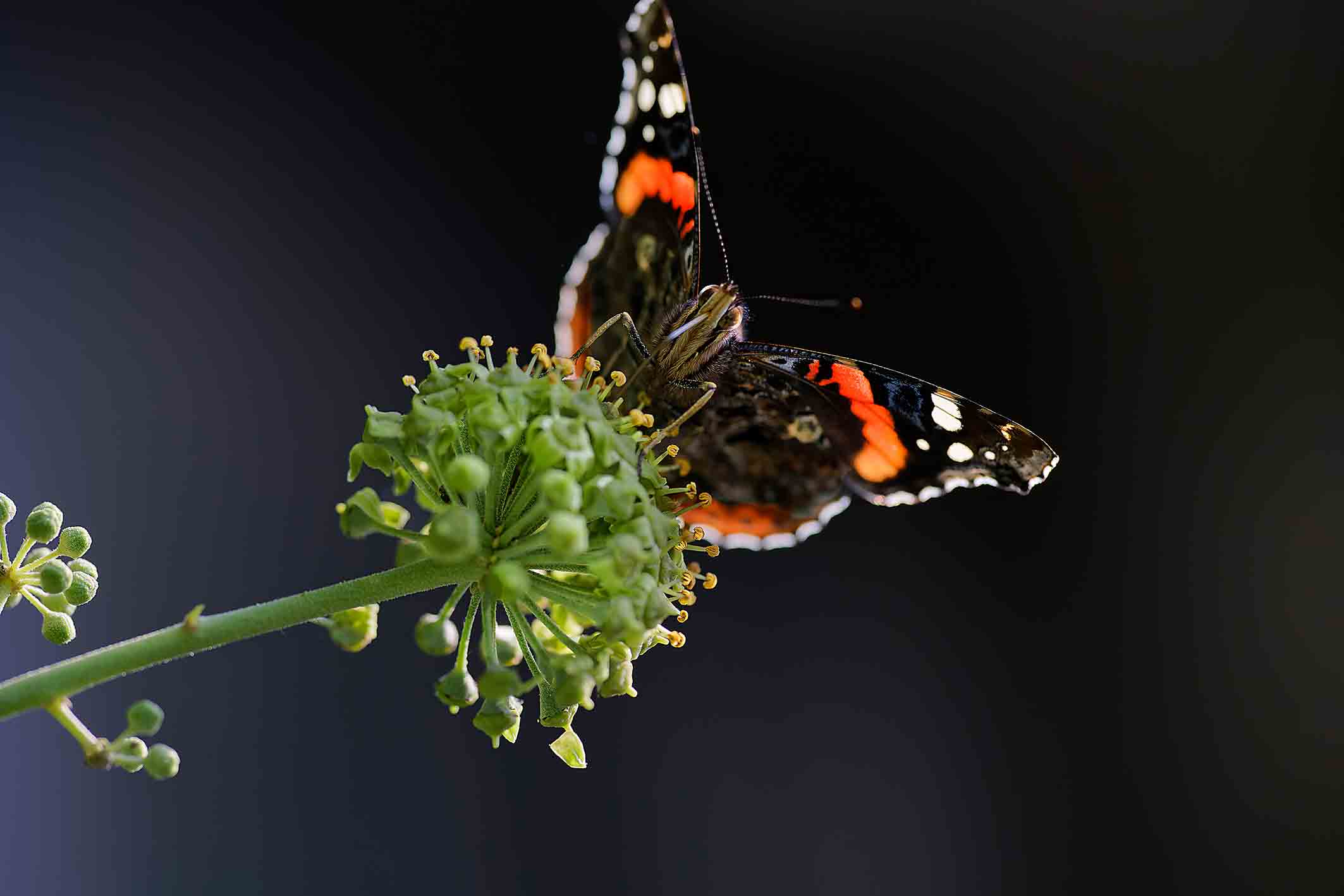 Wunderwelt der Schmetterlinge