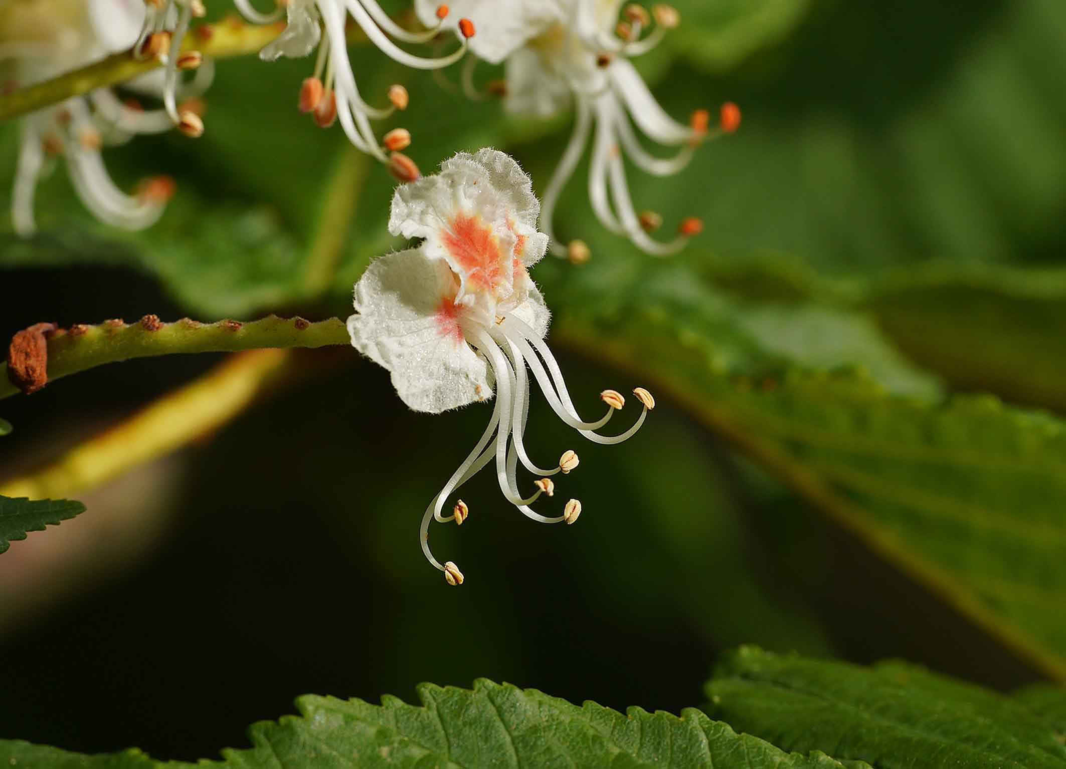 Essbares von Bäumen