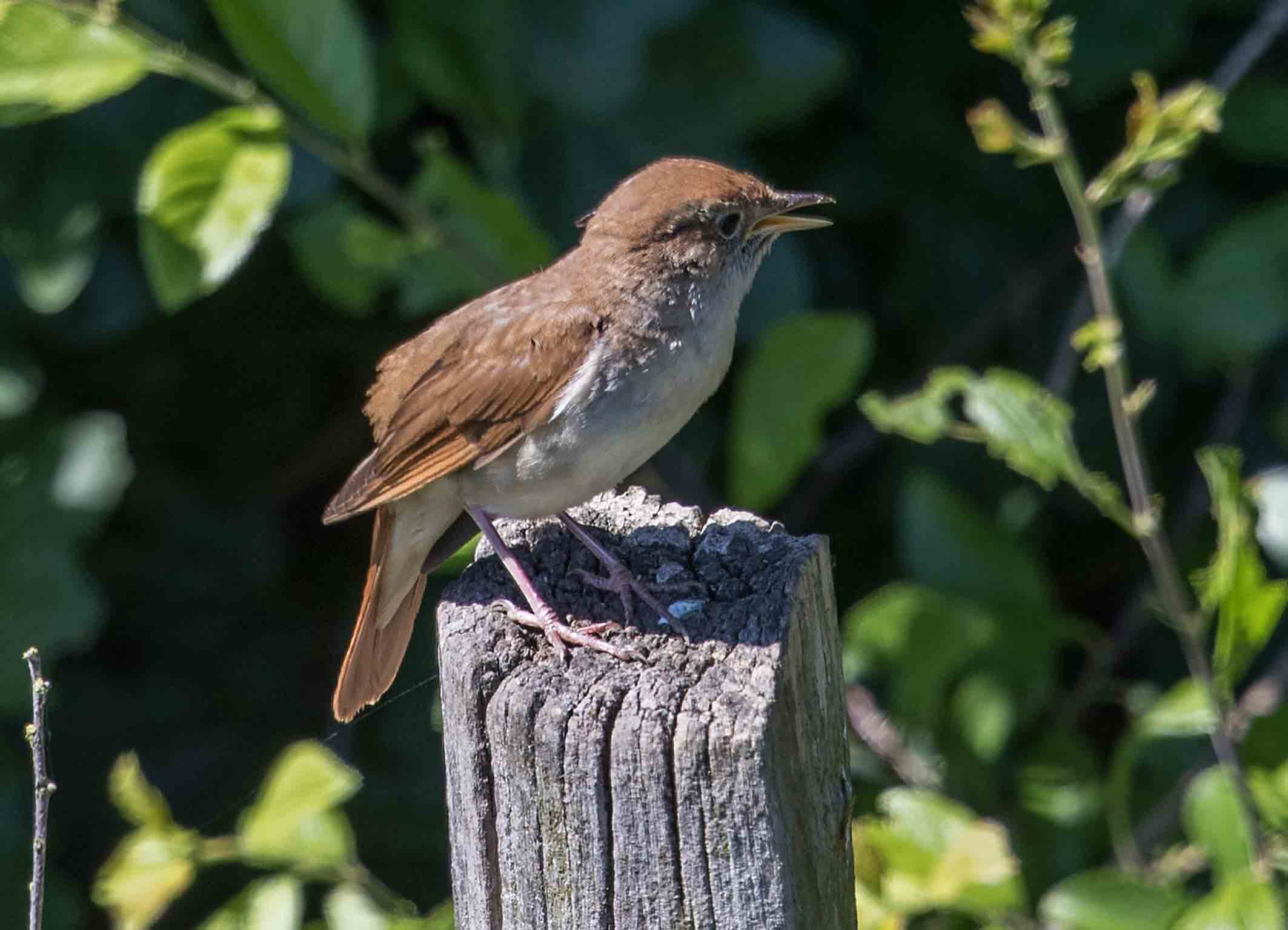 Vogelstimmenwanderung