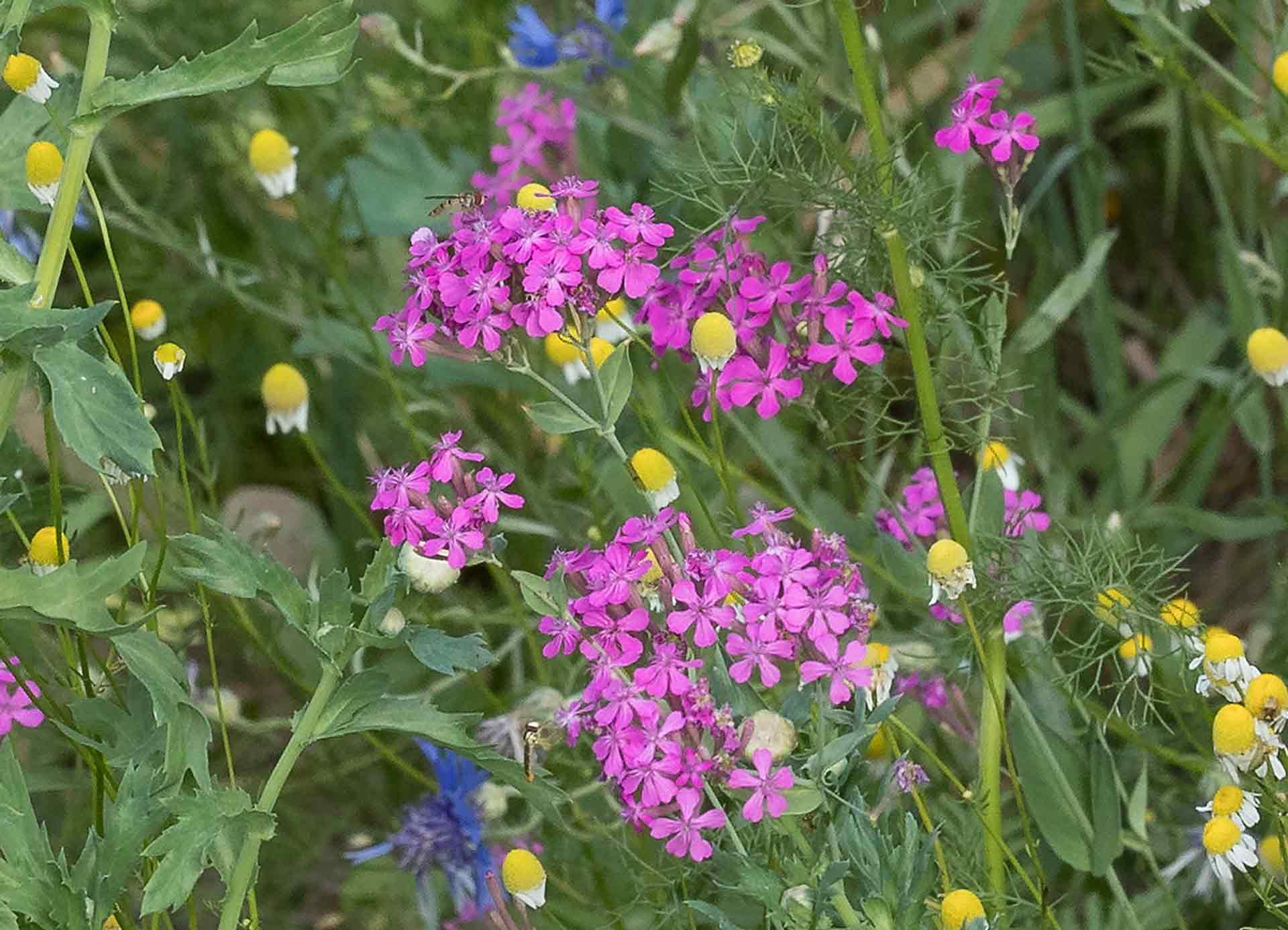 Wilde Kräuter für die Küche