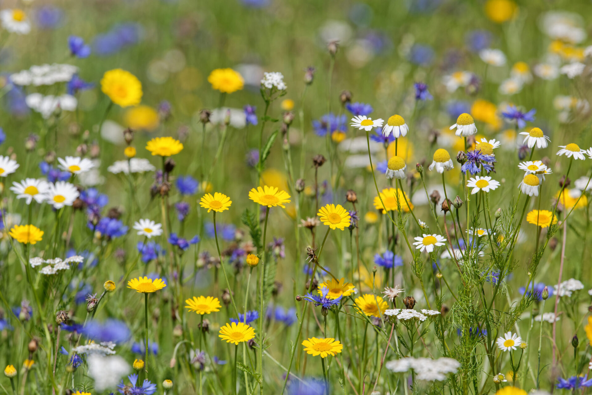 Delikatessen am Wegesrand – zum Jäten viel zu schade