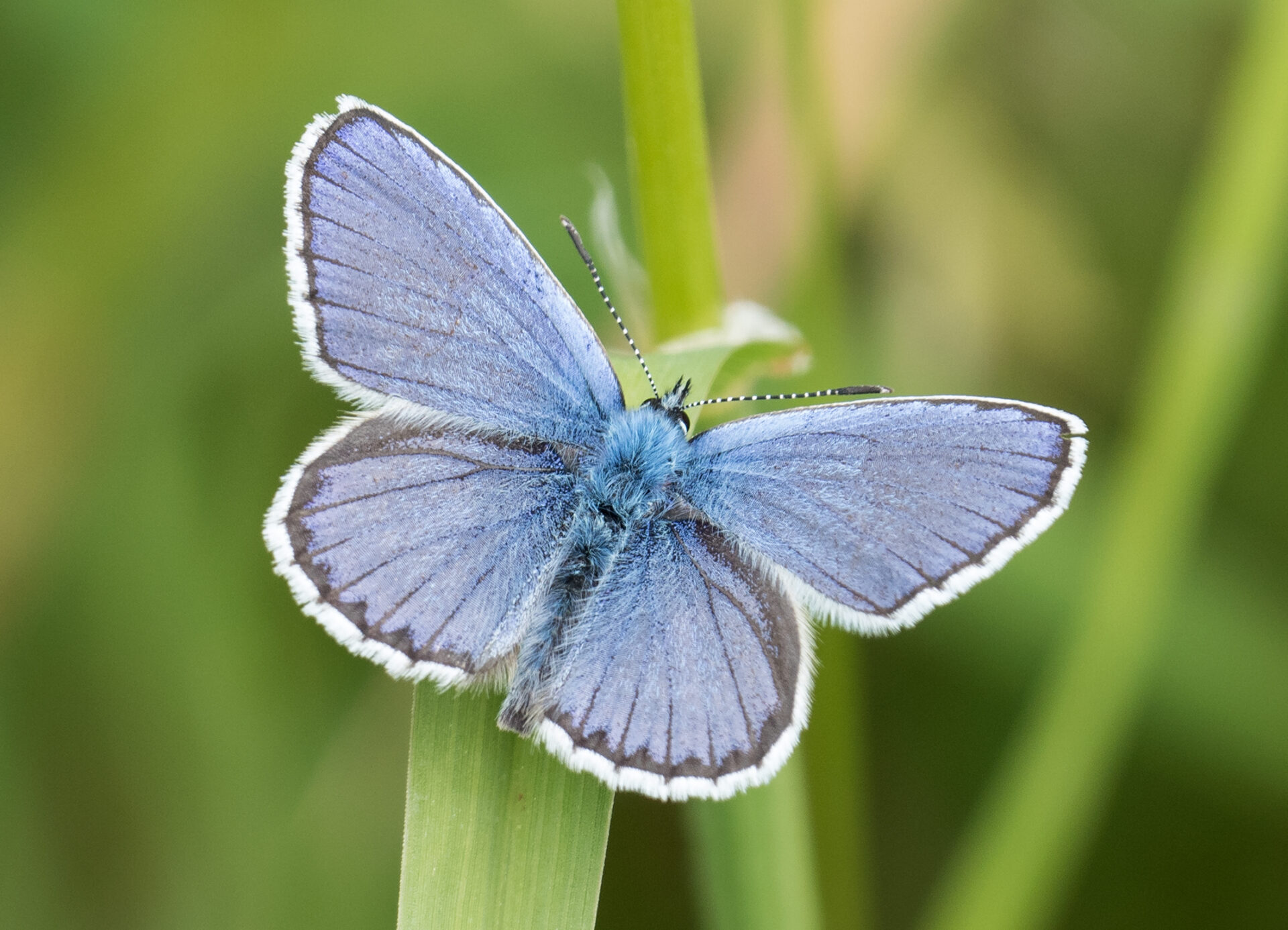 Geheimnisvolle Wunderwelt der Schmetterlinge