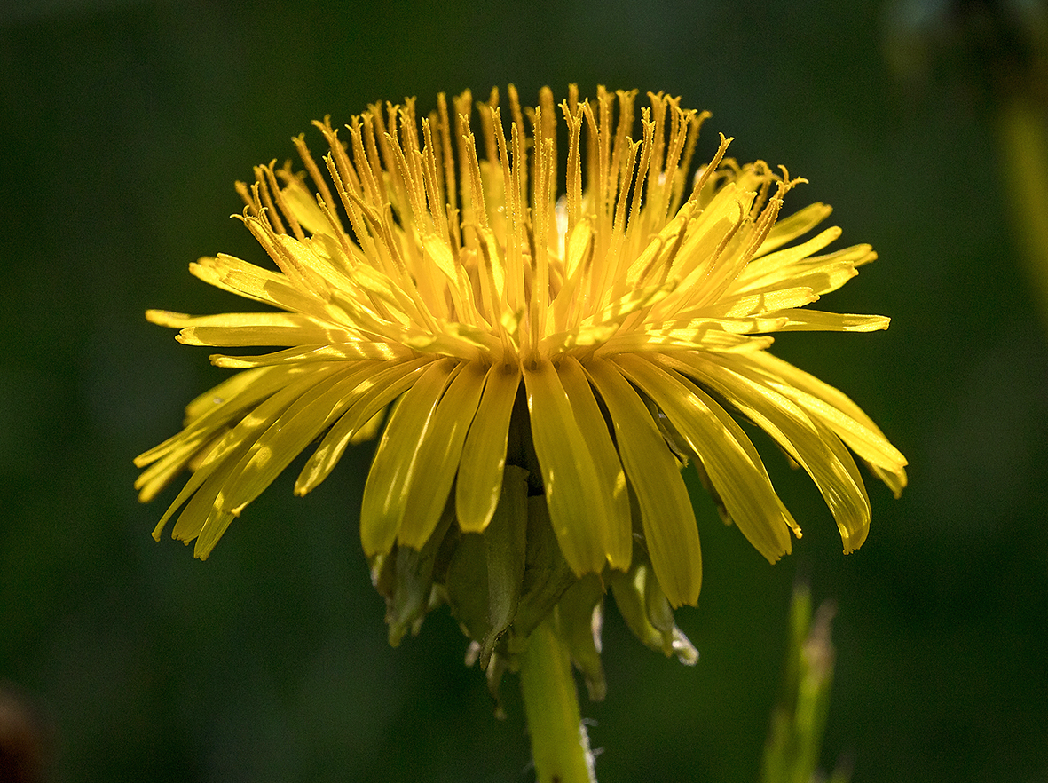 Kulinarische Schatzsuche. Kräuter auf der Frühlingswiese.