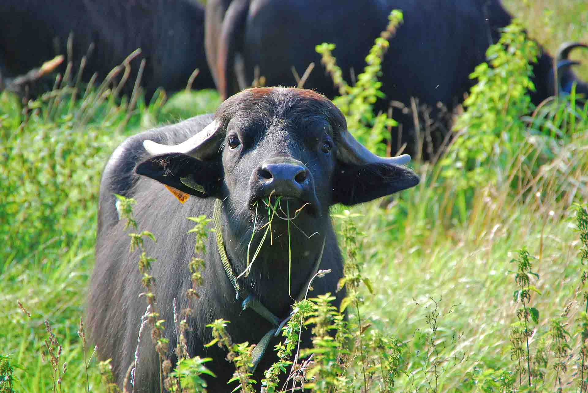 Naturerlebnis Hornpottweg